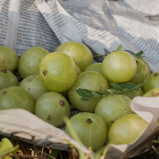 Amla vrucht in ayurvedisch supplement voor geheugen en concentratie