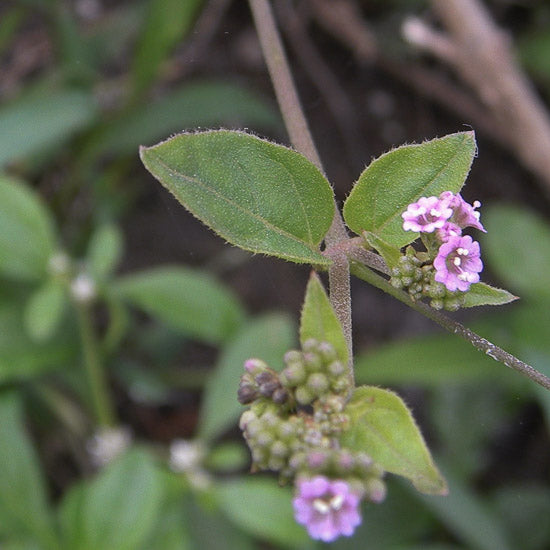 Boerhavia kruid toegepast in natuurlijke supplementen voor het breinBoerhavia kruid toegepast in natuurlijke supplementen voor het brein