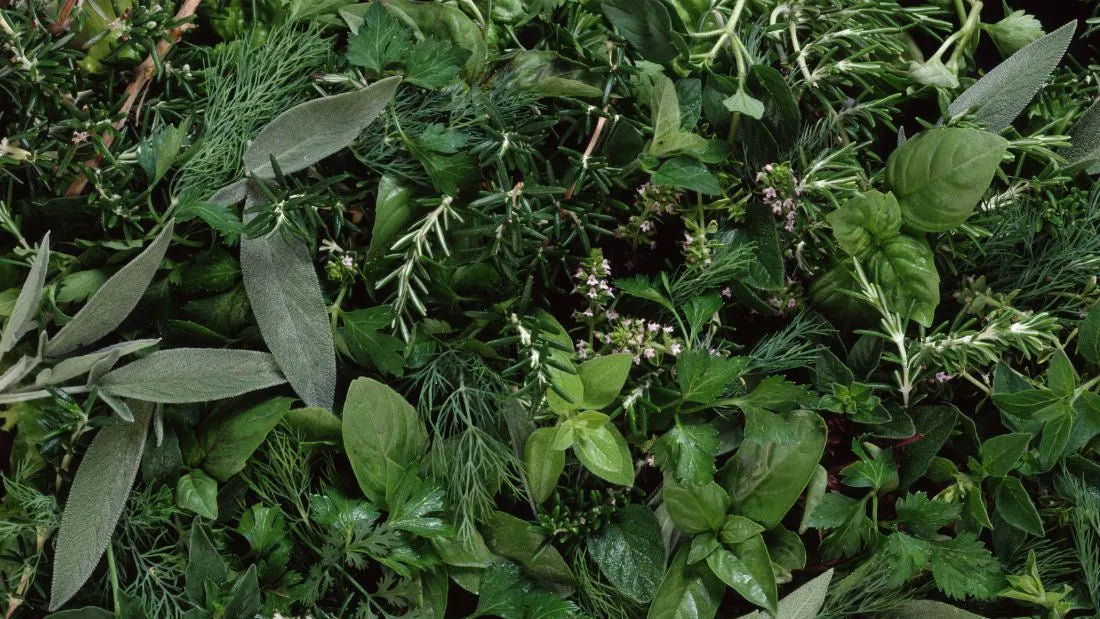 Top 10 concentratie kruiden voor meer focus en mentale helderheid