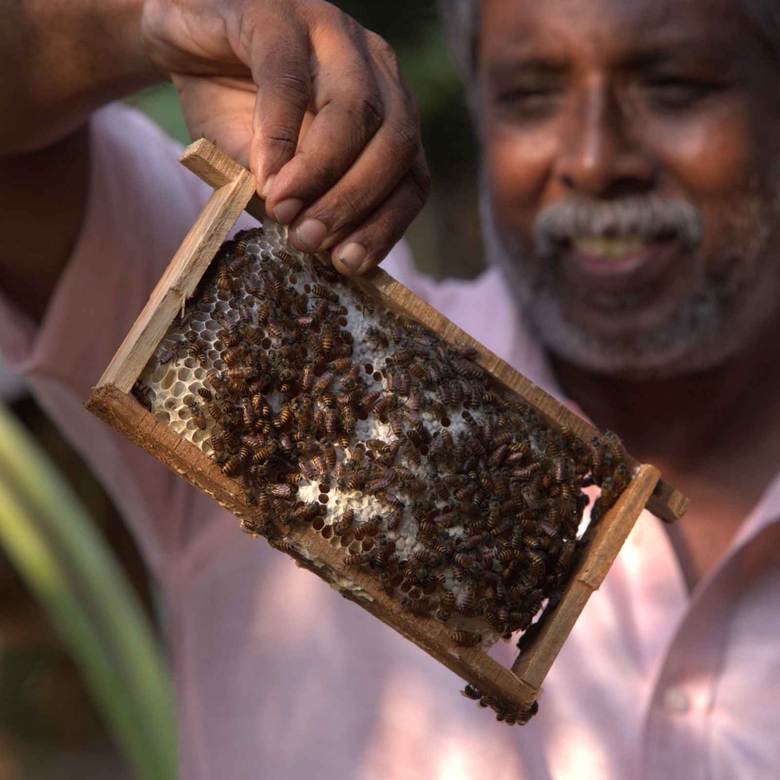 Man laat zien waar de honing van Brain+ vandaan komt