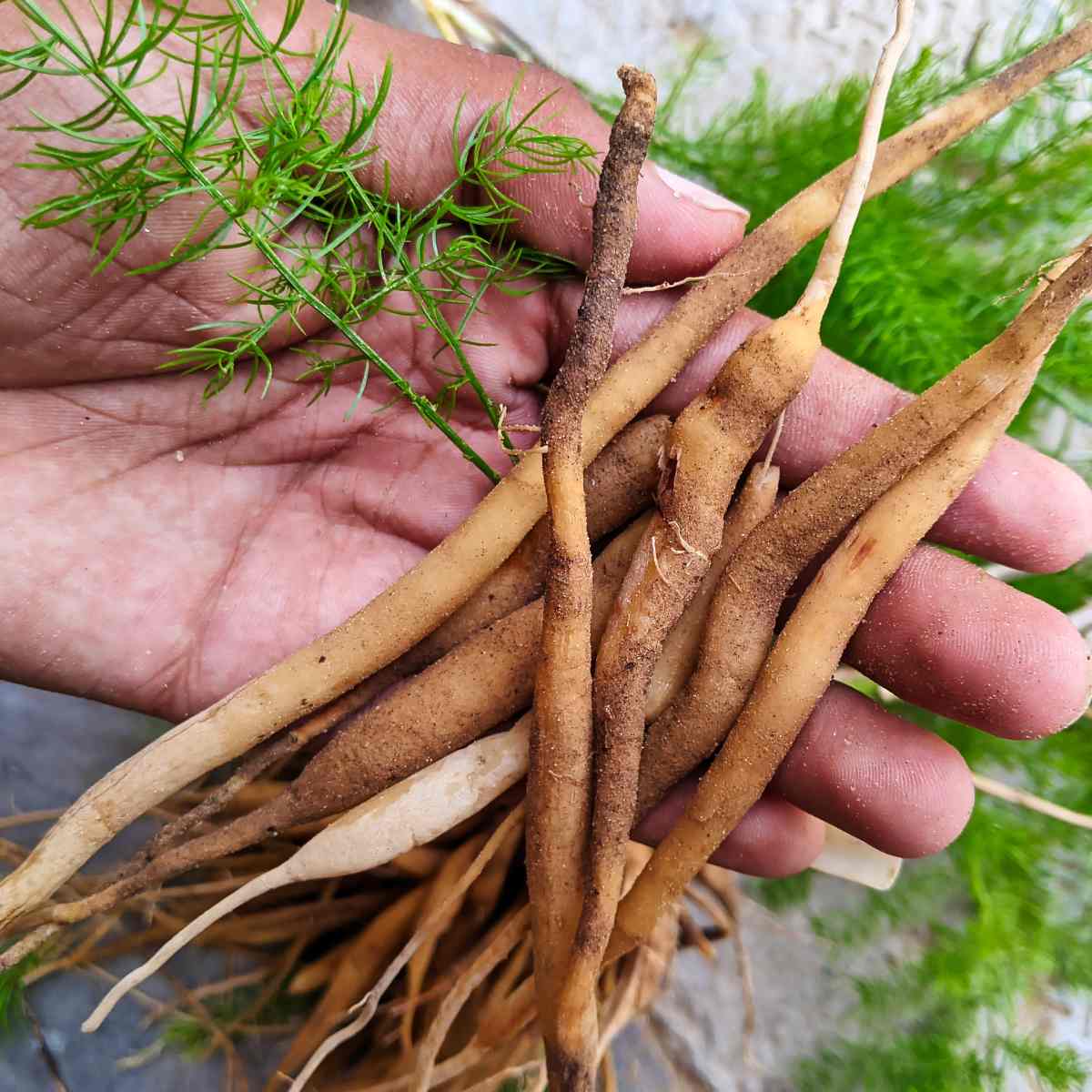 Shatavari aspergus racemosus 