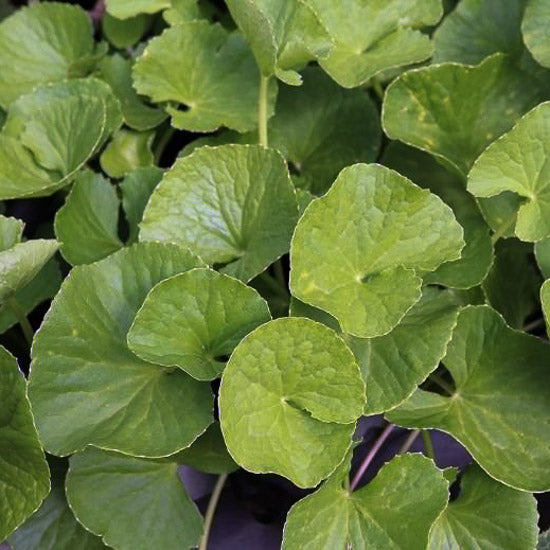 centella asiática gotu kola kruid gebruikt in  supplement voor het brein