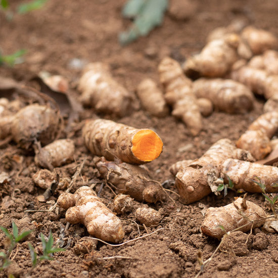 Kurkuma kruid in ayurvedisch brain supplement voor helder denken