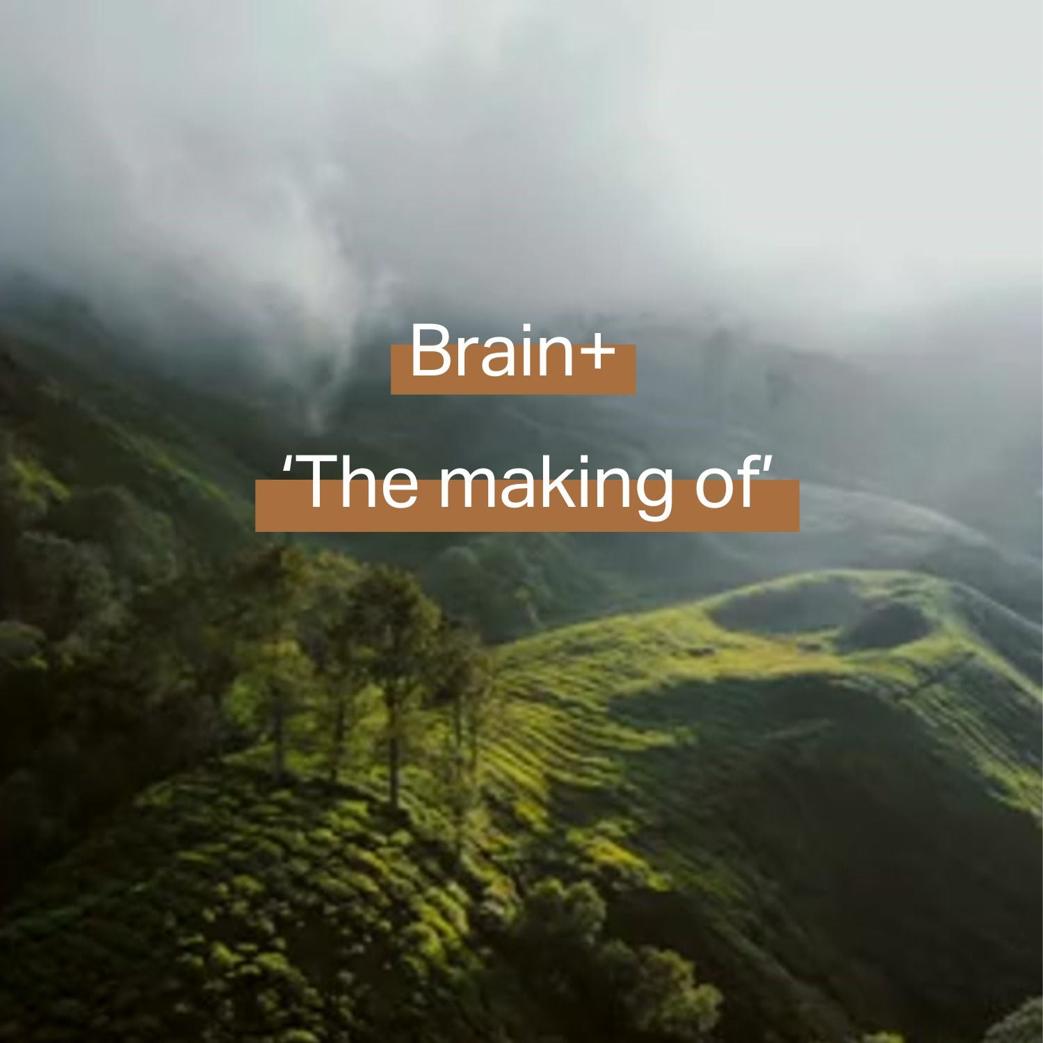 Hoe wordt concentratie supplement  Brain+ gemaakt