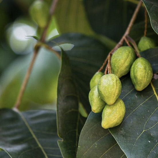 Terminalia chebula kruid voor natuurlijk brain supplement en focus ondersteuningTemin kruid voor natuurlijk brain supplement en focus ondersteuning